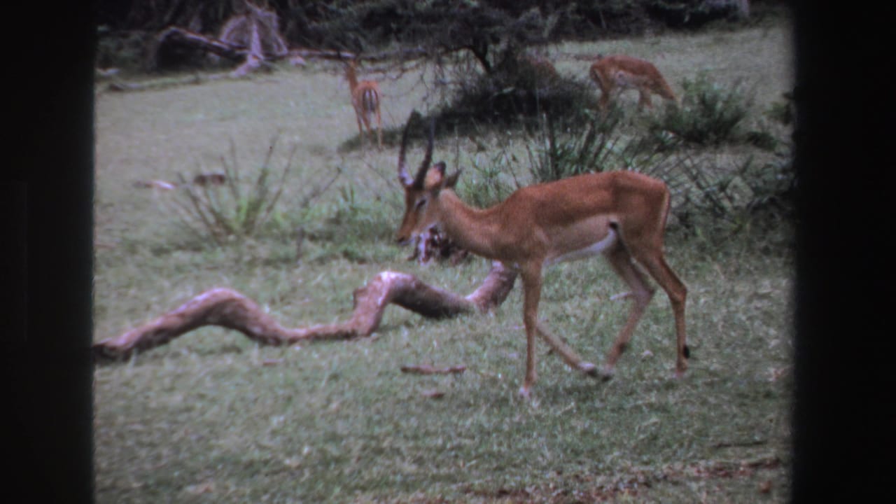 Horned antelope walking beside a curved fallen branch in a grassy clearing.