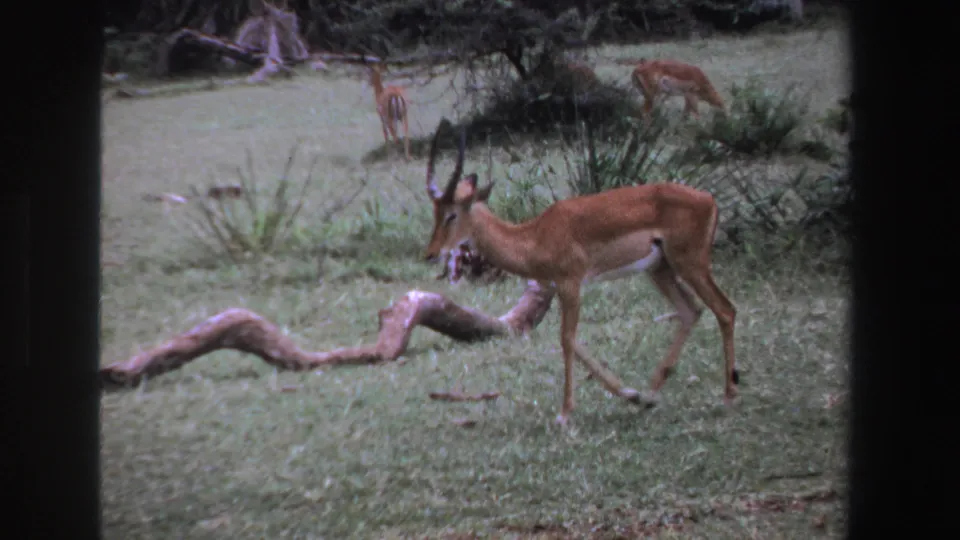 1969 South Africa 8mm frame with a horned antelope walking near a curved fallen branch as other antelopes stand in the distance.