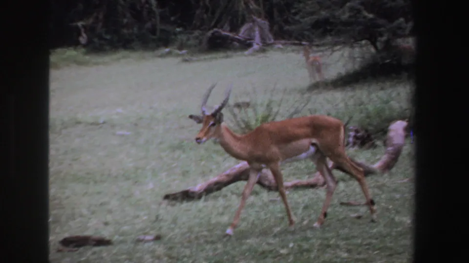 1969 South Africa 8mm frame showing a side-profile antelope walking through a grassy area with shrubs and trees in the background.