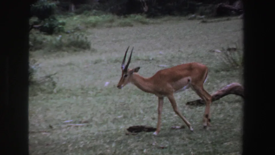 1969 South Africa 8mm frame showing a horned antelope walking across open grass near a fallen branch in a sparse natural setting.