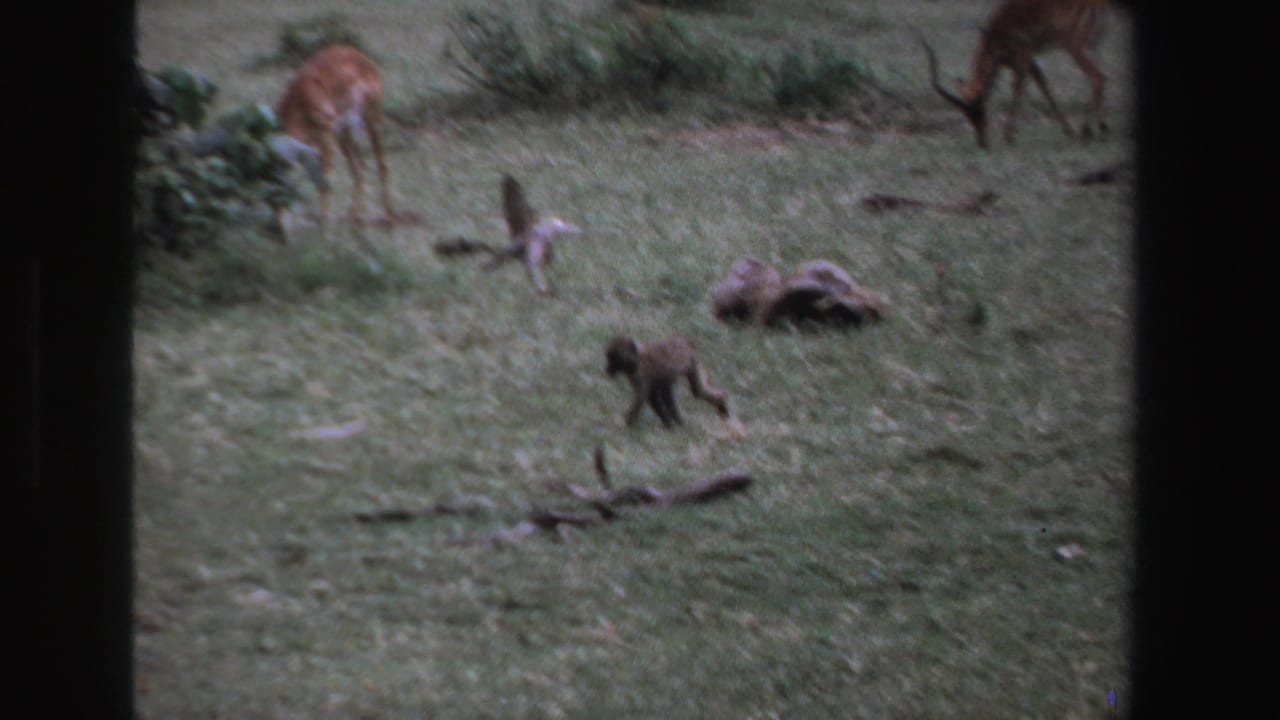 Young monkey walking through grass with antelope grazing behind it.