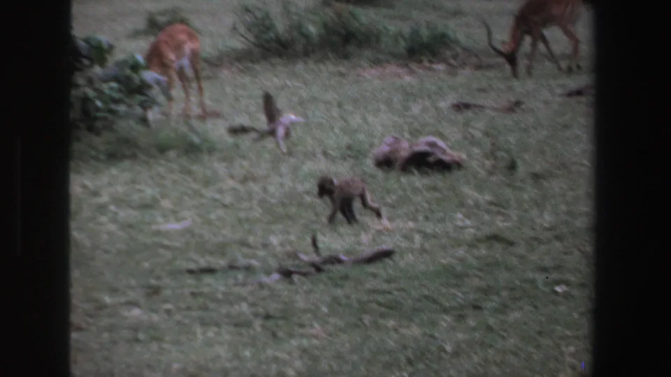 1969 South Africa 8mm frame showing a young monkey crossing grass while antelope graze near shrubs in the background.