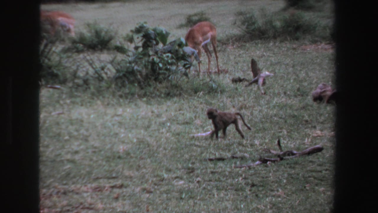 Monkey crossing grass below grazing antelope and low shrubs.