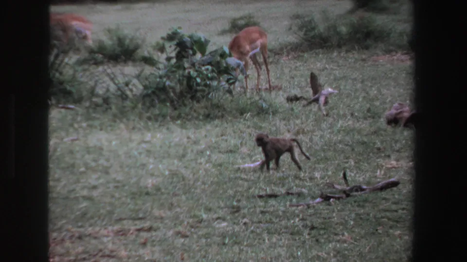 1969 South Africa wildlife frame with a young monkey walking across grass beneath antelope feeding near bushes.