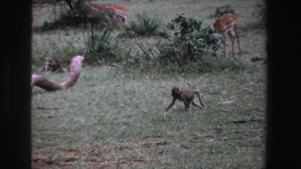 1969 South Africa 8mm frame showing the monkey near a pale snake-like shape or limb, with antelope partly visible behind shrubs.