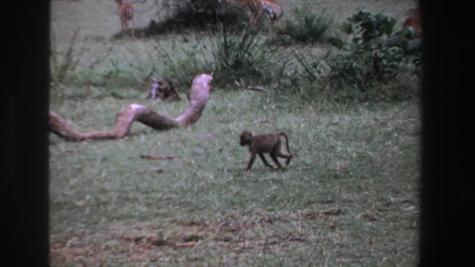 1969 South Africa 8mm frame of a monkey moving past a pale snake-like form in grass, with grazing antelope and shrubs beyond.
