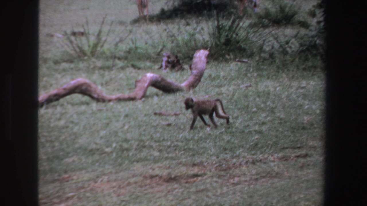 Small monkey or young baboon crossing grassy South African parkland in 1969 home-movie footage, with a fallen log behind it.