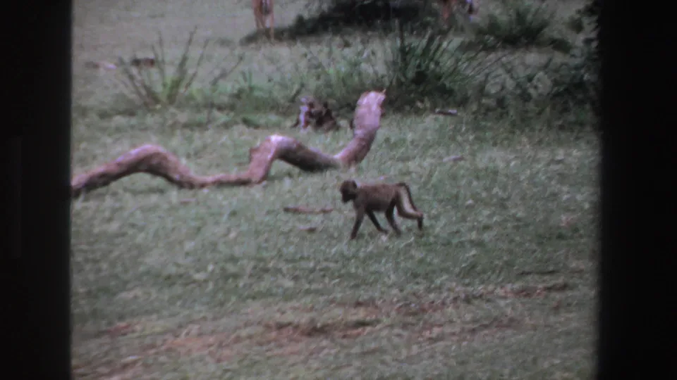Small monkey or young baboon crossing grassy South African parkland in 1969 home-movie footage, with a fallen log behind it.