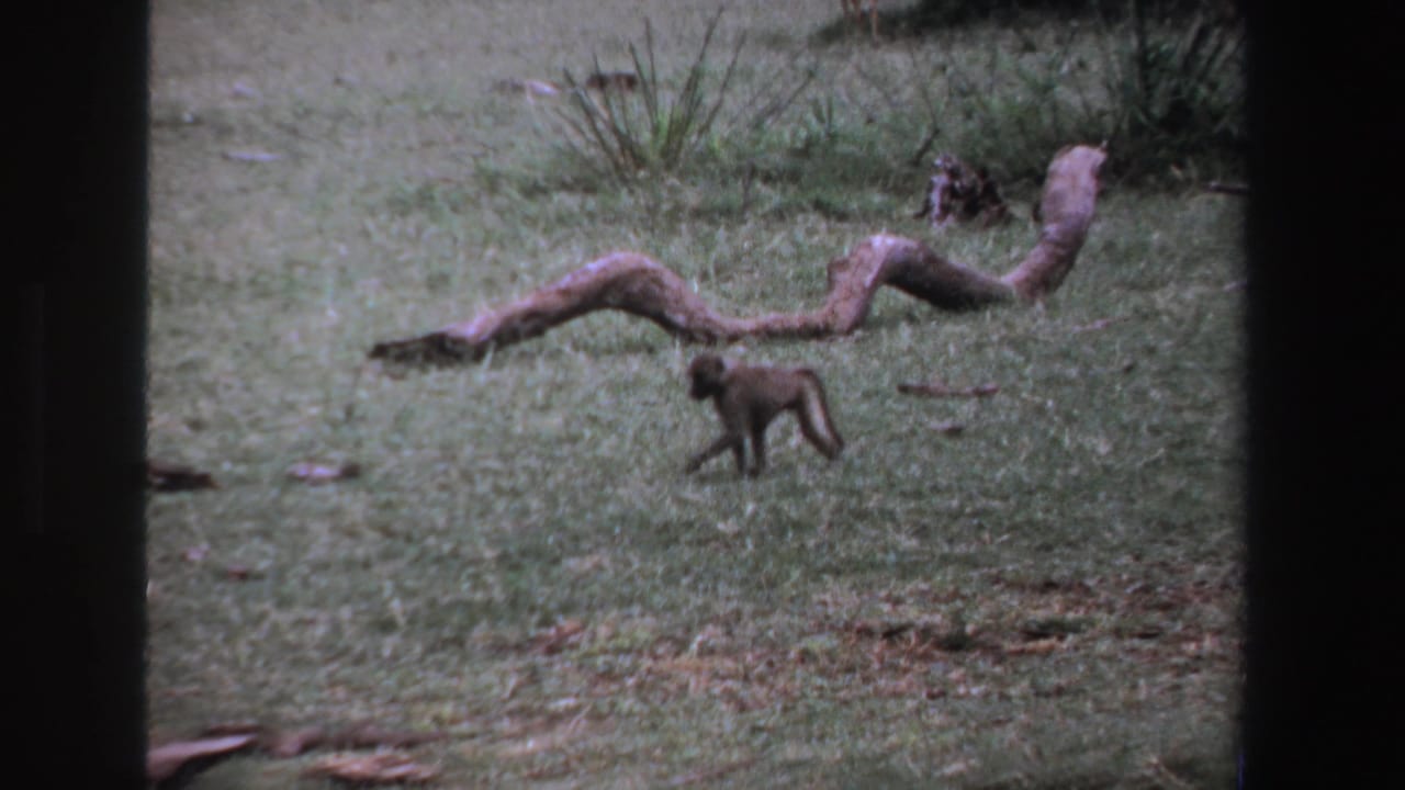 Small monkey moving across grass with a long log behind it.