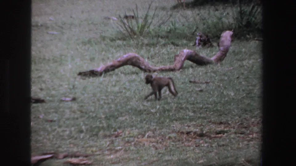 Small monkey or young baboon continues across grass in a South African park scene, framed beside a long weathered log.