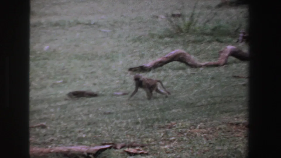Small primate walking through a grassy South African wildlife area, with a weathered log and sparse plants behind it.