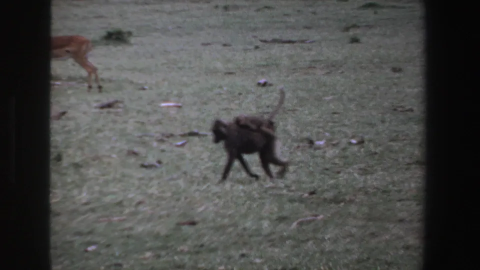 Small monkey or young baboon crosses the foreground while an antelope appears in the grassy background of the 1969 South Africa footage.