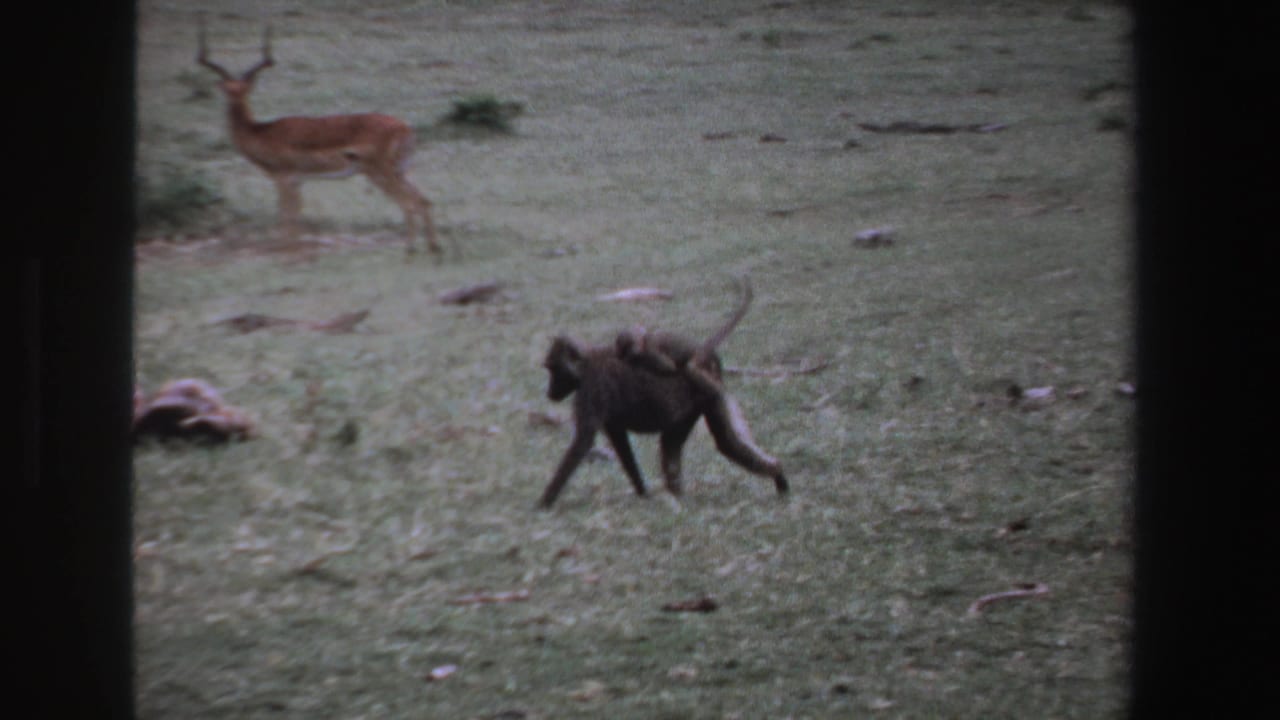 Baboon carrying a baby on its back crosses grass with an antelope behind it.
