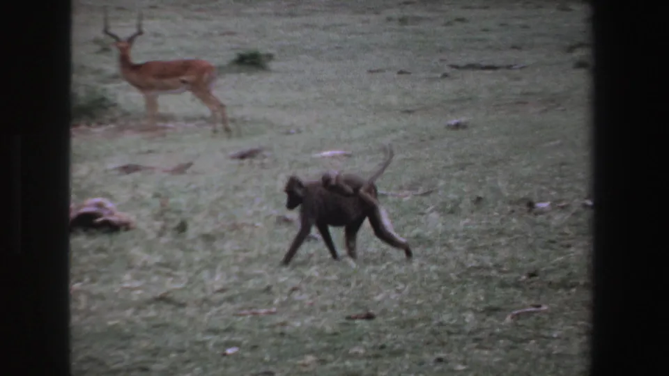 1969 South Africa 8mm frame showing a baboon carrying an infant across grass while an antelope stands in the background.