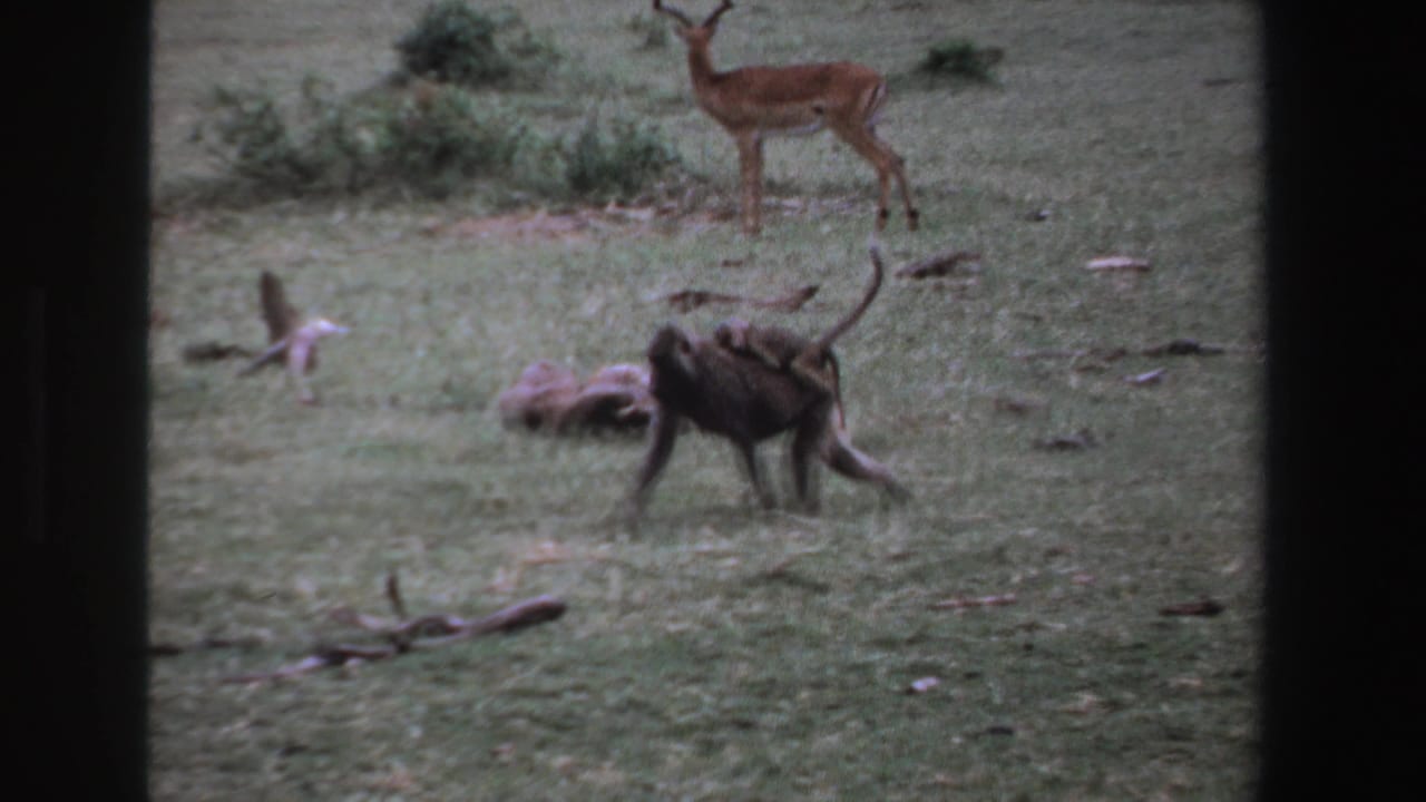 Baboon with baby on its back walks across grass near an alert antelope.