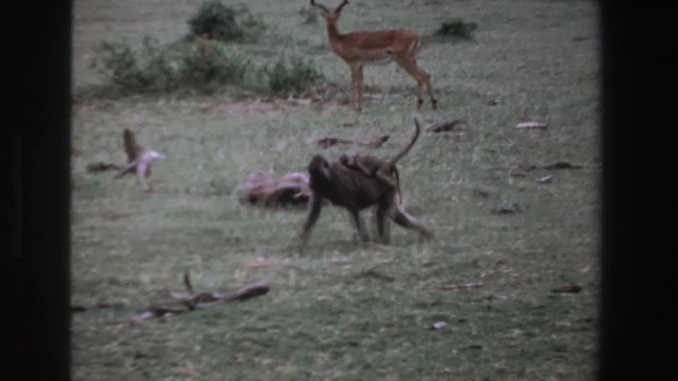 1969 South Africa wildlife frame with a baboon and infant in the foreground and an antelope standing near bushes behind them.