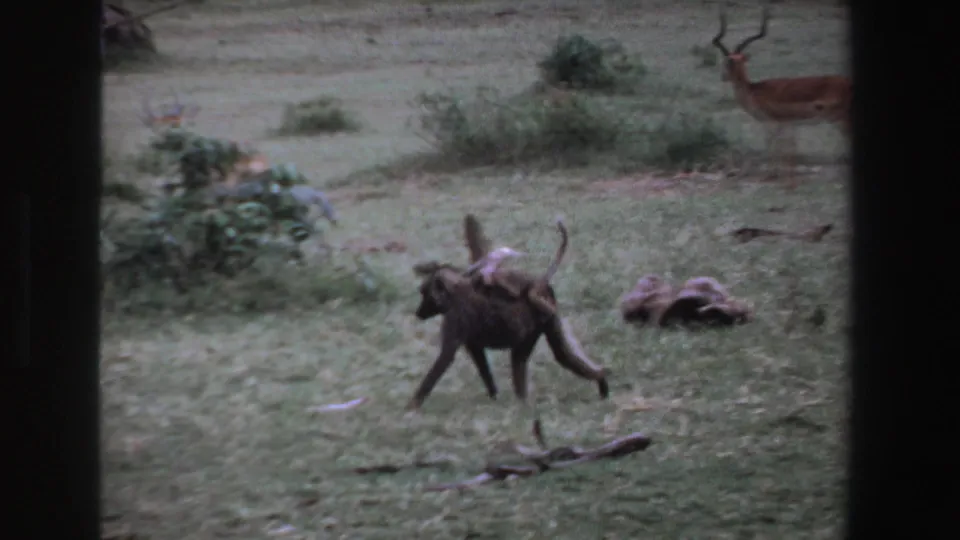 1969 South Africa 8mm still of a baboon carrying its young through a grassy wildlife area with antelope visible behind.