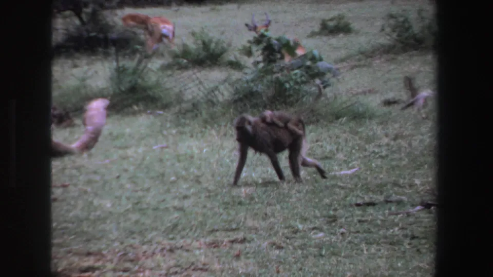 1969 South Africa home-movie frame showing a baboon carrying a baby, with antelope, birds, bushes, and grass in the background.
