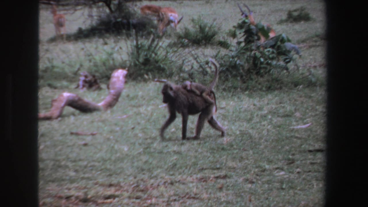 1969 South Africa 8mm frame showing a baboon with an infant on its back crossing grassy ground near distant antelope.