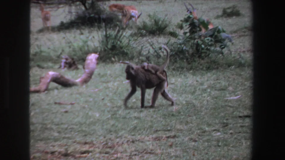 1969 South Africa 8mm frame showing a baboon with an infant on its back crossing grassy ground near distant antelope.