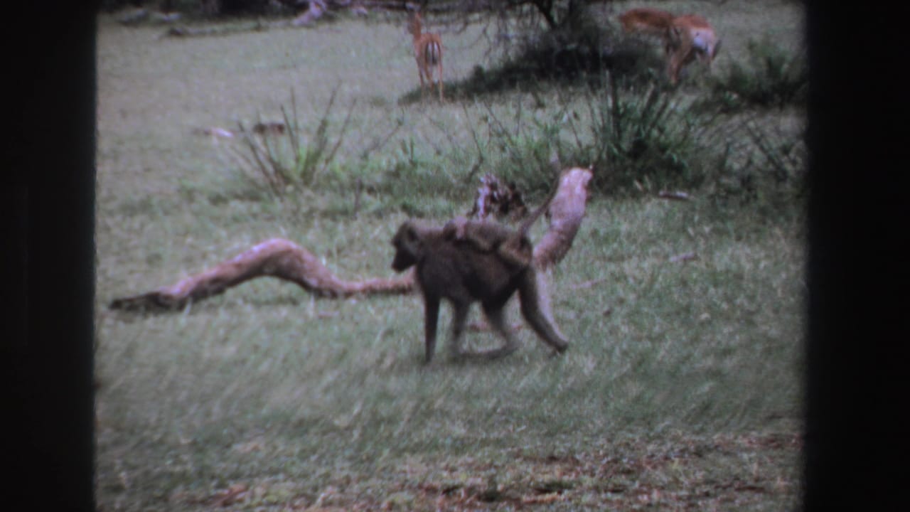 Baboon with infant walking beside a fallen branch in a grassy wildlife area.