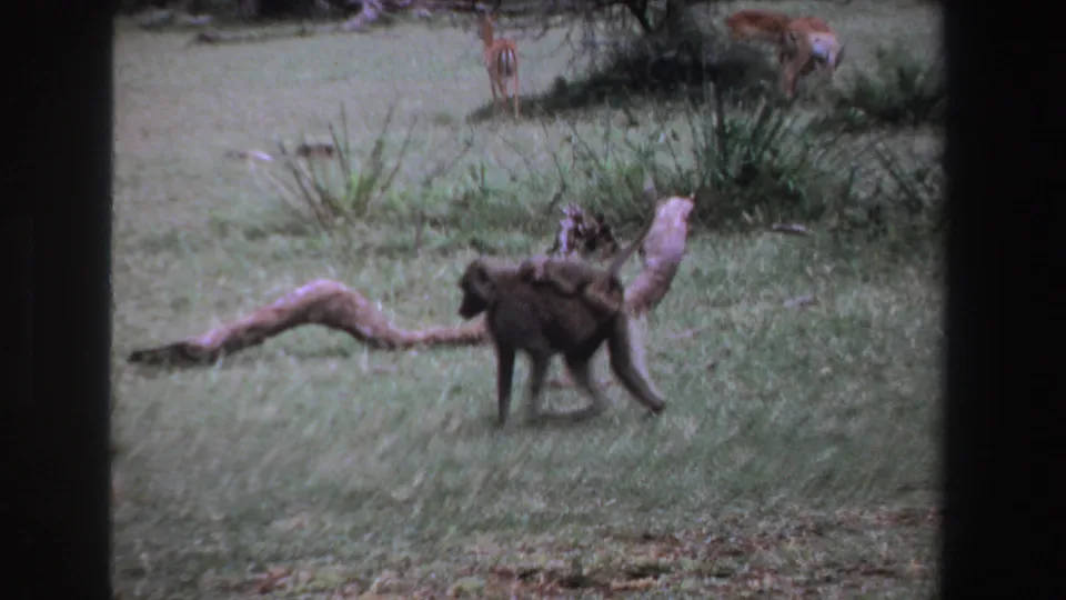 A baboon carrying an infant moves through a grassy South Africa wildlife scene, with antelope and shrubs behind it.