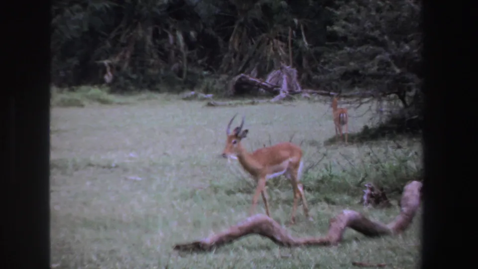 1969 South Africa 8mm frame with an antelope standing in open grass, seen through dark framing with shrubs behind.