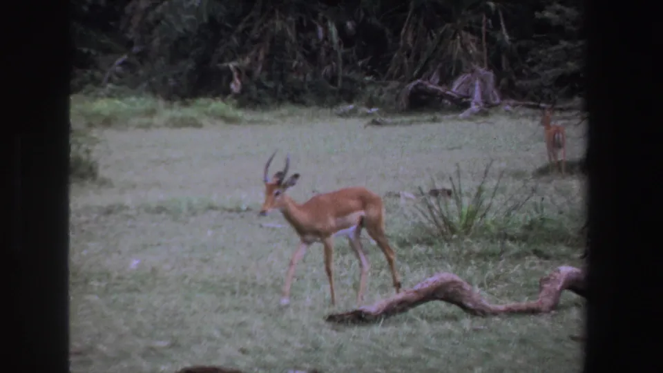 An antelope moves across a grassy South Africa wildlife scene, framed by dark vertical edges and low vegetation.