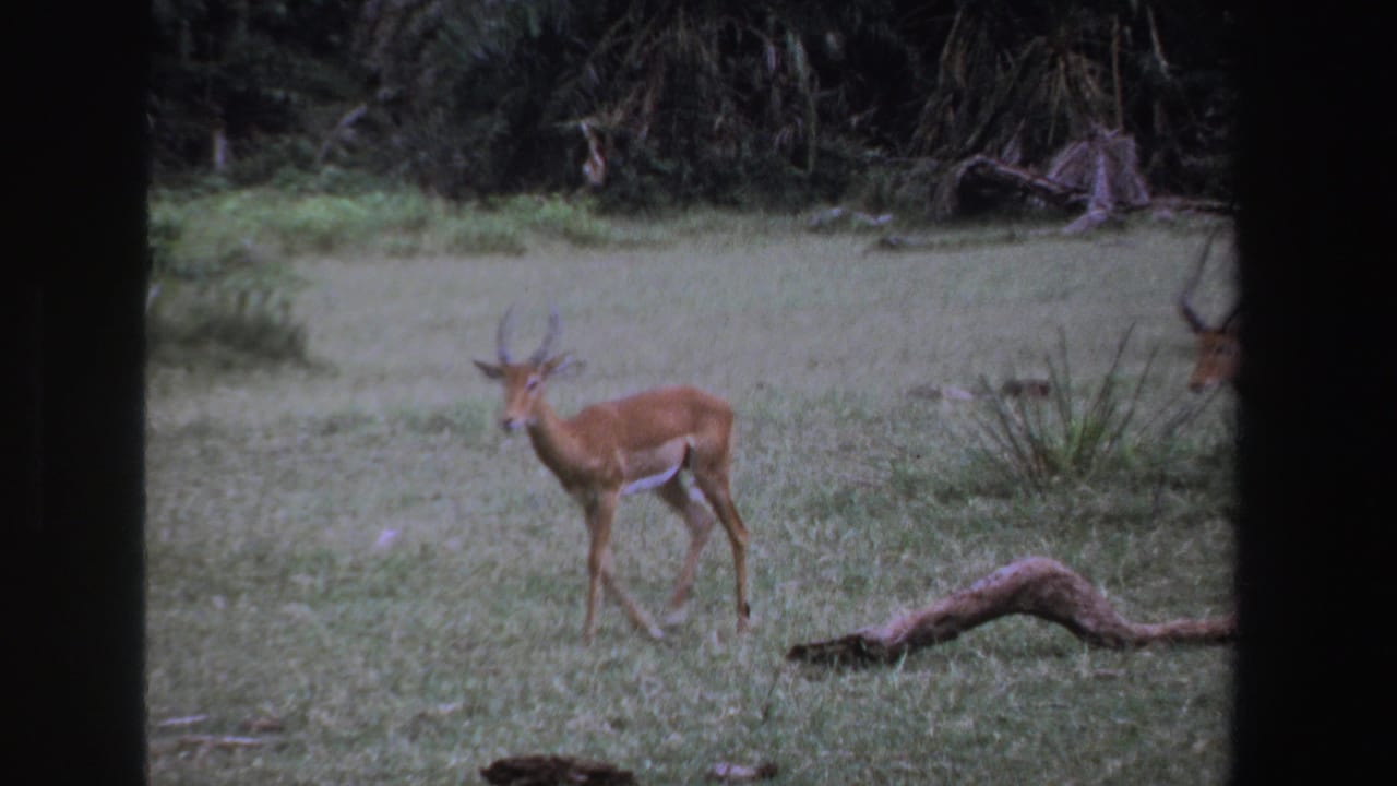 Brown antelope standing in a grassy field with trees behind it.