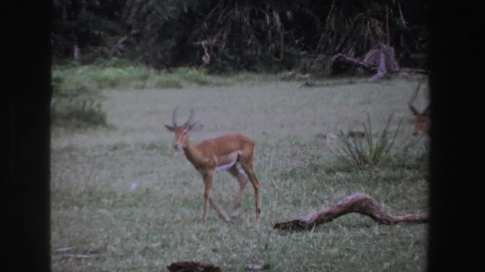 1969 South Africa 8mm frame showing a brown antelope in short grass, with dense trees and a fallen branch nearby.