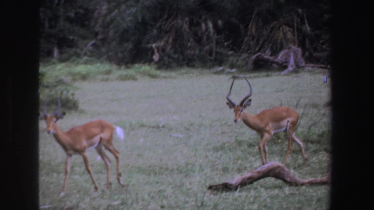 Two brown antelope walking through a grassy clearing.