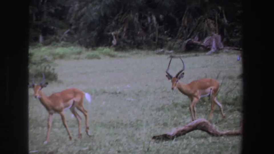 1969 South Africa 8mm frame with two brown antelope crossing a grassy field, one partly turned toward the camera.