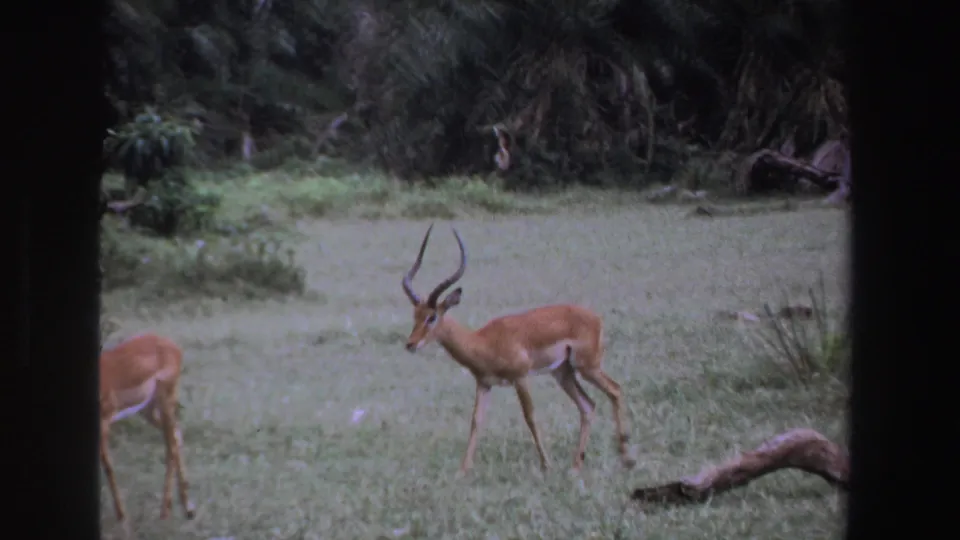 1969 South Africa 8mm frame showing a horned brown antelope walking across grass, with another animal partly visible at the edge.