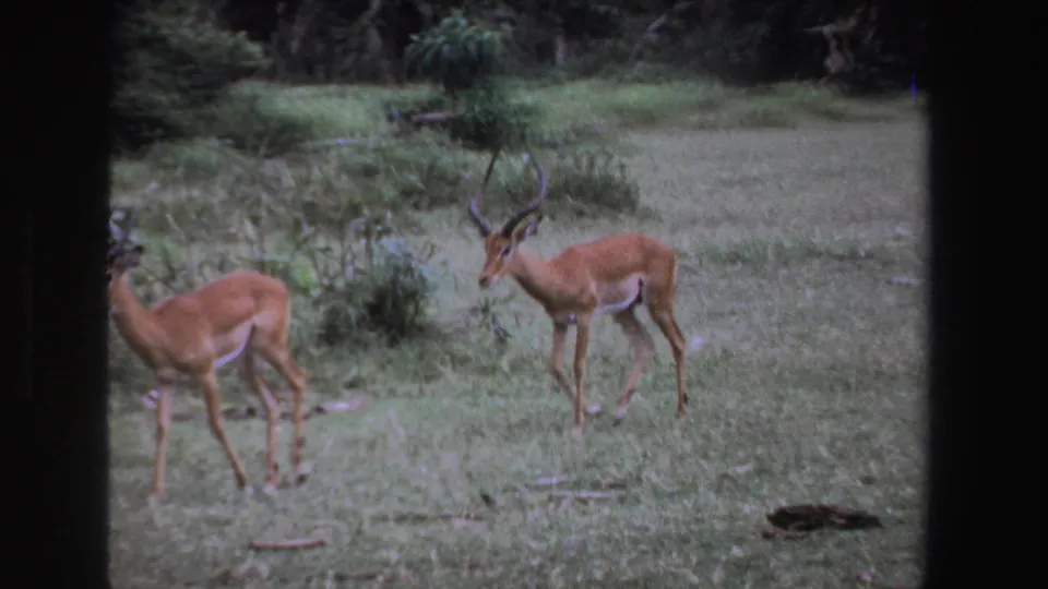1969 South Africa 8mm frame showing two brown antelope in a grassy field, with one horned animal facing right.