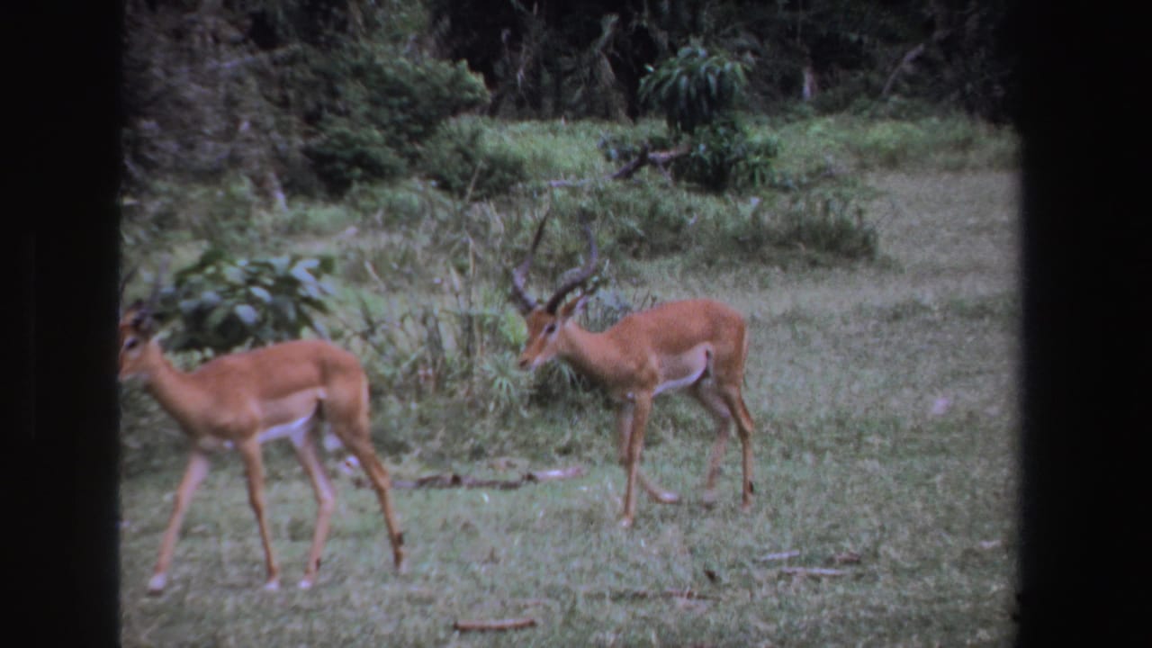 Two impalas walking through grass beside dense shrubs, seen through a dark foreground frame.