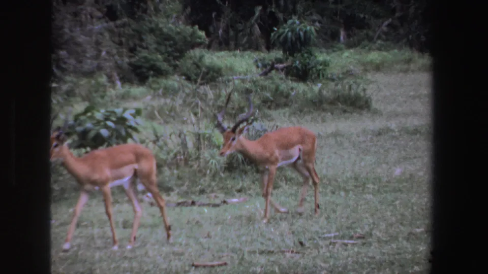 Two impalas in a grassy South African field in 1969, with a horned male and another animal moving near dense vegetation.