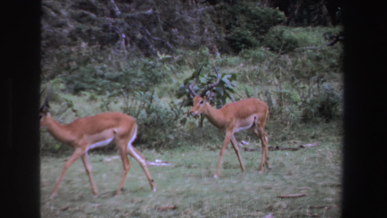 Two impalas continue across a grassy clearing with bushes and trees behind them.