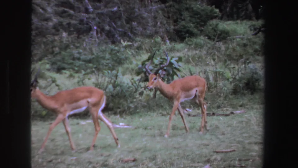 The impalas move across a green field in South Africa, the horned male trailing near the shrubs in soft 8mm color.