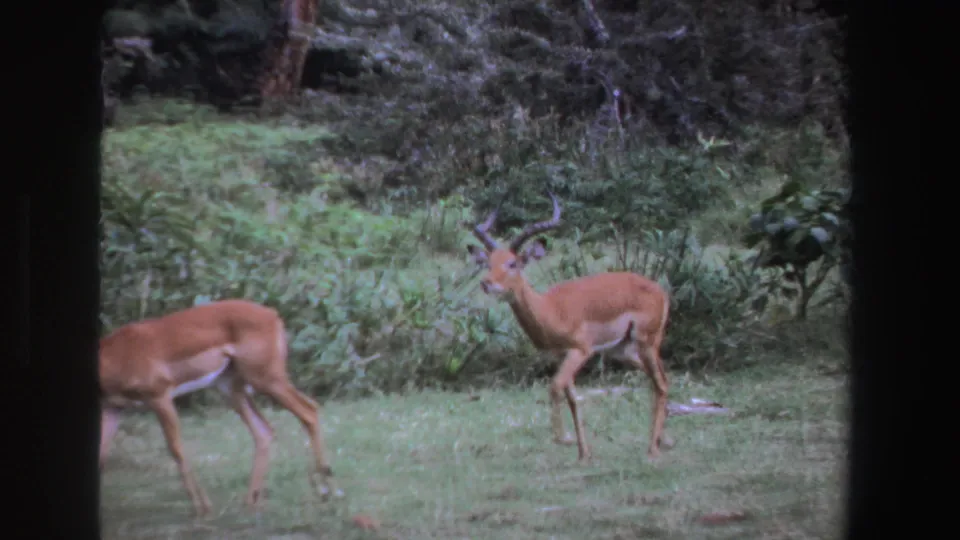 A 1969 8mm frame shows one impala partly exiting left while the horned male stands near dense South African vegetation.