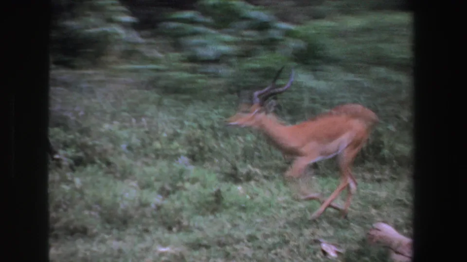 The horned impala bolts across the South African field, captured with motion blur and soft 8mm home-movie texture.