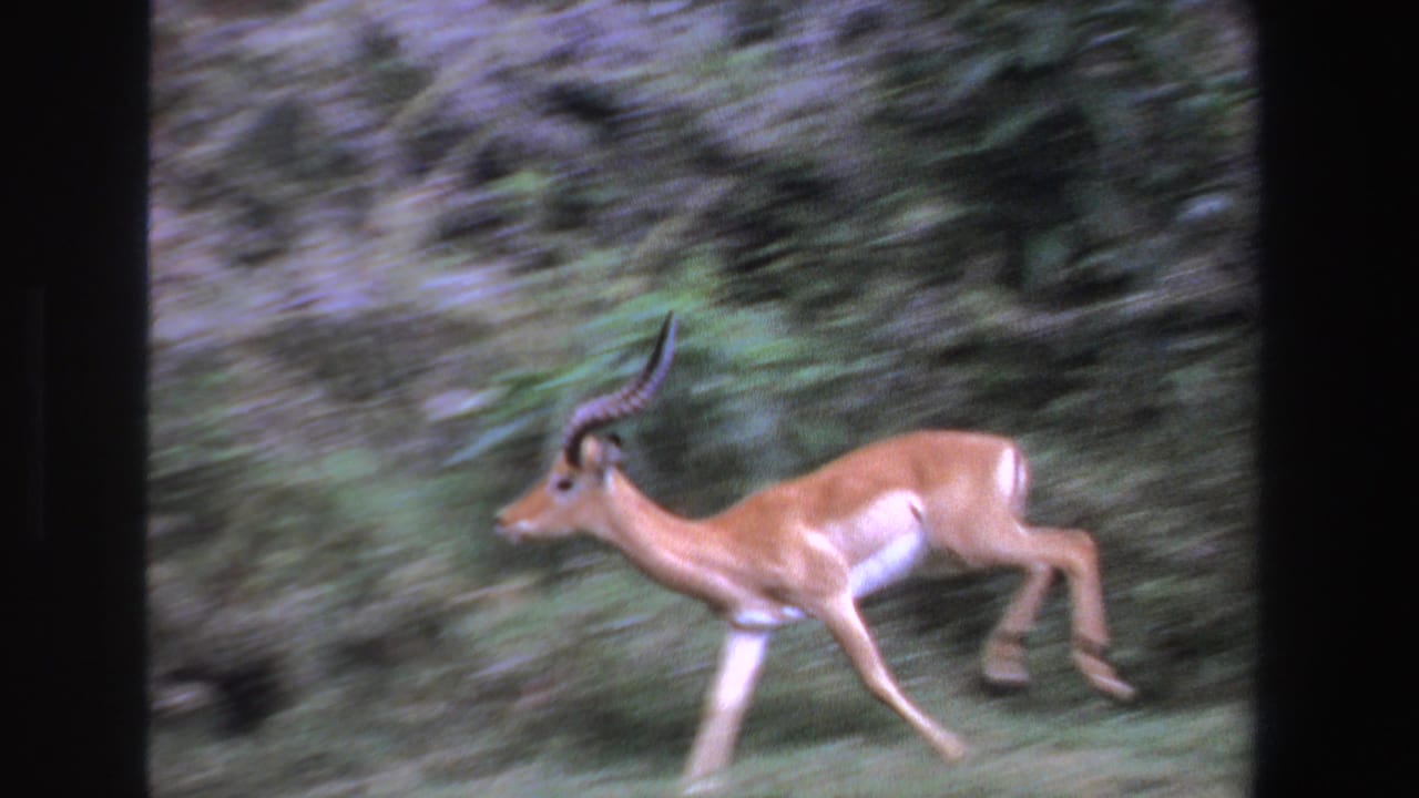 Antelope with short curved horns running across grass beside dense shrubs.