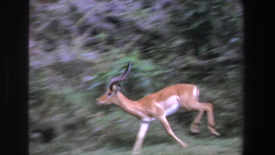 In 1969 South Africa 8mm footage, an antelope runs left across grass with motion blur and dark green vegetation behind it.
