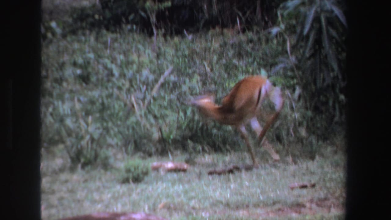 The antelope appears partly blurred as it moves through a grassy opening bordered by dense South African vegetation.