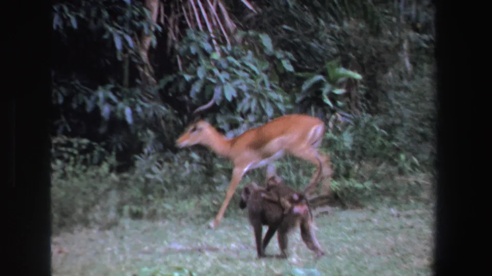 An antelope runs through grass while a dark primate-like animal stands below it, with trees and leafy shrubs in the background.