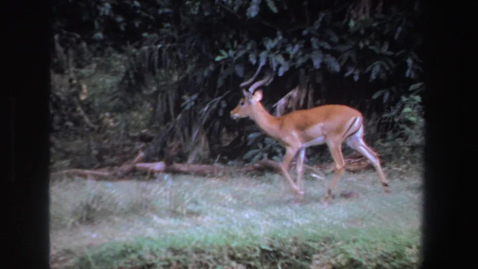 The antelope is seen in profile near fallen branches at the edge of dense trees and shrubs in 1969 South Africa footage.