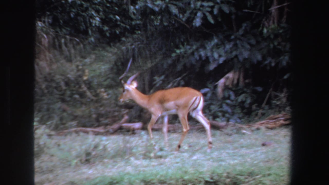 Brown antelope-like animal walking left through a grassy clearing beside dense foliage.