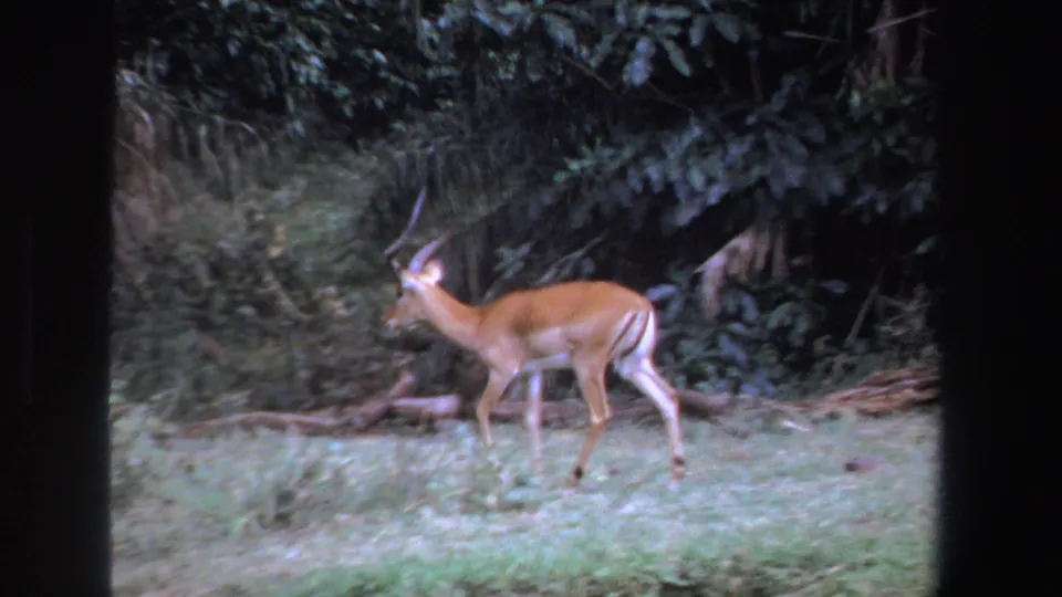 In 1969 South Africa 8mm footage, a brown antelope-like animal walks left across pale green grass near thick vegetation.
