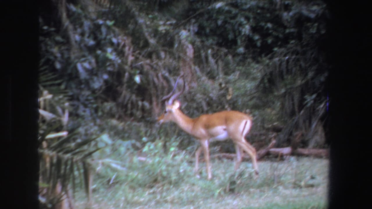 The animal appears in profile near tall grass and dense South African greenery in a soft 8mm home-movie frame.