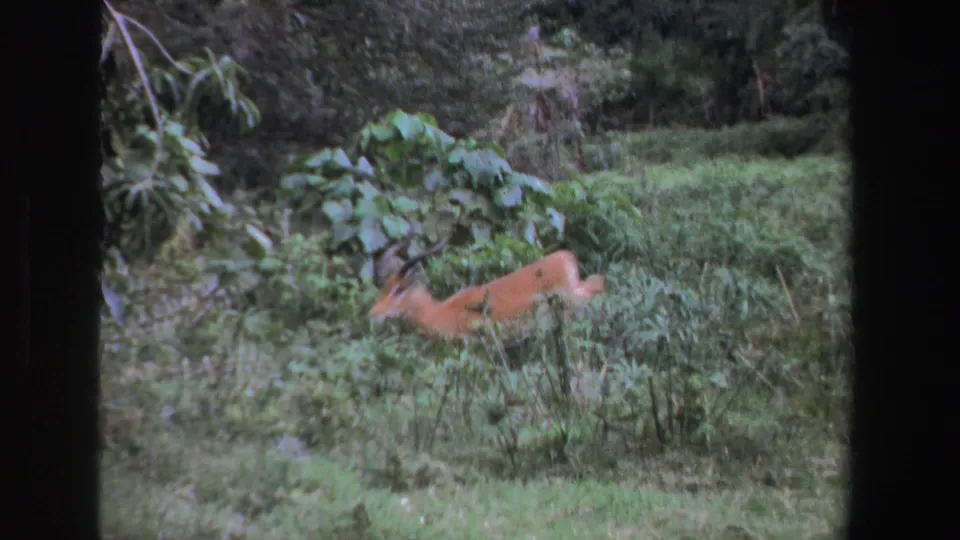 A brown antelope-like animal is partly obscured while low in the grass, surrounded by dense green vegetation in the 1969 clip.
