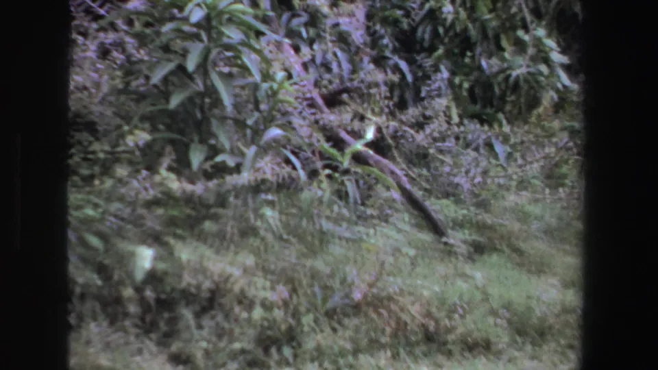 The final 8mm frame shows grass, ferns, and dense South African foliage, with the animal no longer clearly visible.
